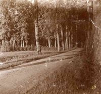 Gezicht op een weg bij het kasteel Beverweerd te Werkhoven in 1920. Bron: Het Utrechts Archief, catalogusnummer: 805387.