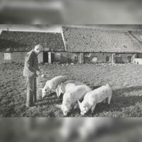 De heer Van Vulpen bij zijn varkens bij boerderij de Felixhoeve aan de Voorveste 17-19. Bron: Regionaal Archief Zuid-Utrecht (RAZU), 353.