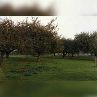 Hoogstam-boomgaard aan de Hoogdijk (nu Westrumspad) in 1995. Bron: RAZU, 353.
