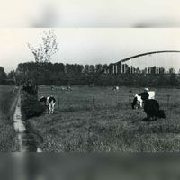 Knotwilgen met op de achtergrond de Schalkwijksebrug in 1985. Bron: Regionaal Archief Zuid-Utrecht (RAZU), 353.