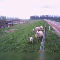 Gezicht op de Lekdijk met links de rivier de Lek met grazende schapen met op de achtergrond het Fort bij Honswijk. Bron: Wikimedia Commons.