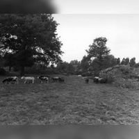 Gezicht op een rij ten behoeve van de aanleg van de Rijksweg 27 gerooide bomen in een weiland met schapen bij het landgoed Amelisweerd te Utrecht op maandag 14 september 1981. Bron: HUA, catalogusnummer: 69429.
