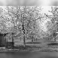 Afbeelding van in bloei staande fruitbomen in een weiland langs de Koningslaan te Bunnik in 1976. Bron: HUA, catalogusnummer: 811463.