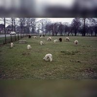 Gezicht op een wei met lammetjes en schapen langs de Koningsweg te Utrecht in 1970-1972. Bron: Het Utrechts Archief, catalogusnummer: 804434.