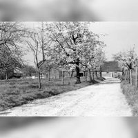 Gezicht op een boerderij met bloeiende boomgaard bij de Ossenwaard te Cothen in april 1967. Bron: HUA, 841029.
