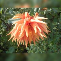 Een Dahlia bloem (2). Bron: Wikipedia Dahlia.