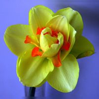 Een Narcis in bloei. Bron: Wikipedia Narcissen.