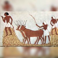 Grafkamer van Menna. Het dorsen van graan met dieren (Egypte, ongeveer 1422-1411 v. Chr.). Bron: Wikipedia Dorsen.
