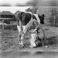 Een boerin die de koe aan het melken is. Bron: Wikipedia Melk.