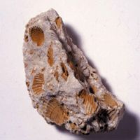 Steen met fossiel. Bron: Wikipedia.