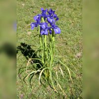 Een Iris in het veld. Bron: Wikipedia.